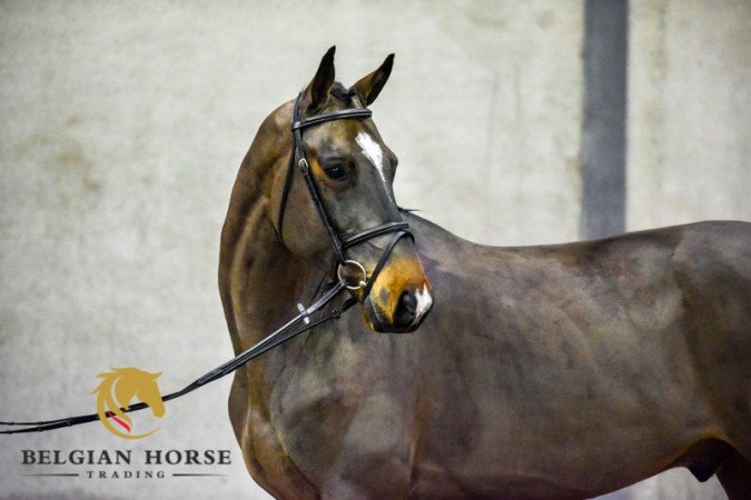 Soyez le bienvenu pour la presentation des chevaux, liste de depart.