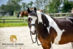 From June 21st, you can start bidding on the Competion Horses and ponies.  Make an appointment.