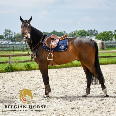 Vanaf nu is registreren mogelijk! Collectie veiling jonge paarden deels beschikbaar.